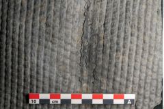 Foto (Detailansicht) von Sigillaria ornata Brongniart (NHMW-GEO-2024-0188-11080)